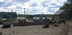 A rural area in Pudozhsky District