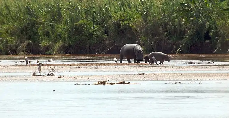 Hippopotamuses in Rusizi Nature Reserve