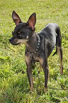 "A black dog with brown markings. It's ears notably stand on end, and it wears a black studded collar."