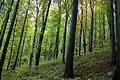 Beech forest on the slopes of the mountain