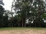 Garden with the trees around the complex.