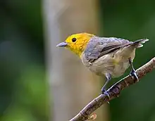 songbird with yellowish-orange head, brown wings and back, and whitish under the tail