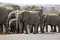 Herd of elephants, Kruger National Park.