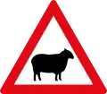 Sheep ahead