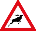 Wild animals ahead