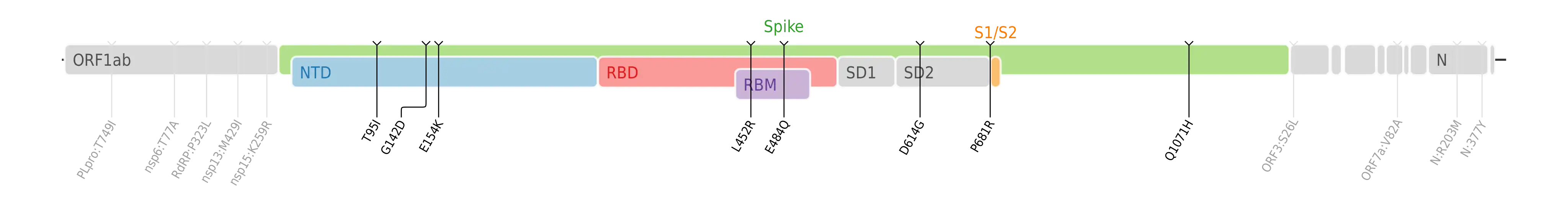 Amino acid mutations of SARS-CoV-2 Kappa variant plotted on a genome map of SARS-CoV-2 with a focus on the spike.