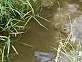 Simonson Brook at Barbieri Court, a small pool where fish live