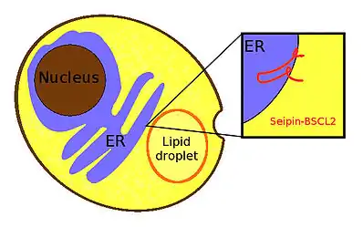 Seipin. Subcellular location