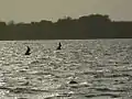 Laughing gull at sunset