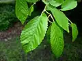 Foliage of putative U. boissieri, identified as 'U. minor Iran' at SHHG