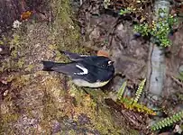 Miromiro (South Island tomtit)