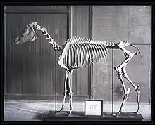 Mounted Skeleton of Horse, "Old Henry Clay"