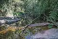 A stream in the reserve