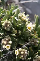 Partially in bud