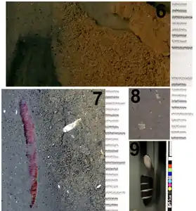 Portions of images in figure 14  are shown in panels 6, 7, and 8.  Sediment texture is detailed in panel 6, a polychaete worm is evident in panel 7, and panel 8 shows Echinocardium (heart urchin) shell fragments in silt matrix.  Panel 9 shows a diver giving the ‘thumbs up’ sign to the scanner to illustrate the limited depth of field of the second prototype.  Poor water visibility is also in evidence by the heavy background lighting.  All scale divisions are in millimetres.