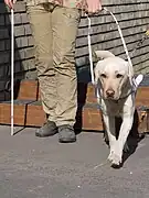 Guide dog harness in use shows angled handle