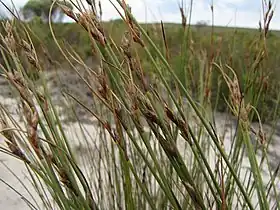 Flowering heads