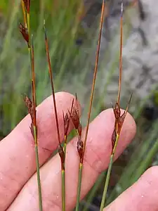 Flowering heads (inflorescences)