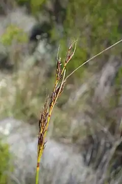 Flowering head