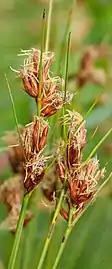 Inflorescences with anthers and stigmas evident