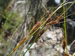 Flowering heads (inflorescences)