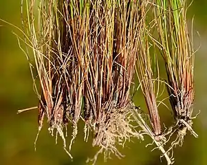 Bases of flowering stems (culms)