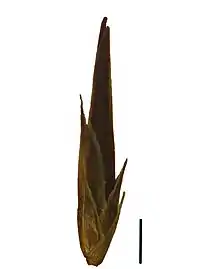 Spikelet (the black scale bar represents 1 mm)