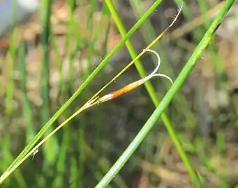 Flowering head