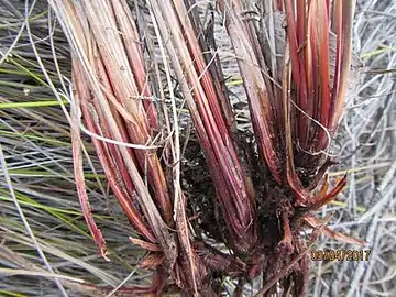 Base of flowering stems (culms)