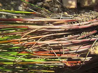 Bases of flowering stems (culms)