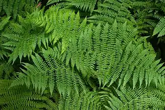 Ferns