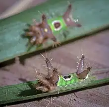 Saddleback Caterpillar Moth - Hodges#4700 (Acharia stimulea)