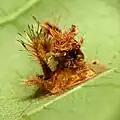 Larvae remains of Acharia stimulea