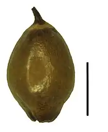 Nutlet (the black scale bar represents 1 mm)