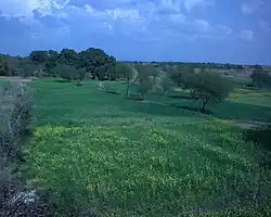 Countryside around Sadwal Kalan