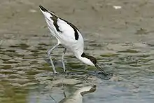 Adult feeding