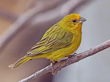 Image 1Saffron finchPhotograph: Charles J. SharpA male saffron finch (Sicalis flaveola), a species of tanager endemic to South America. Although frequently called a canary, the species is not related to the Atlantic canary. When nesting, the saffron finch typically makes use of cavities such as abandoned rufous hornero (Furnarius rufus) nests, bamboo branches, and the underside of house roofs. Males are polygamous, mating with two females during the nesting season.More selected pictures