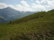  Alpine grassland with ruminants grazing