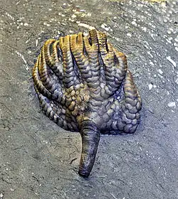 Forbesiocrinus (Carboniferous, Indiana)