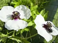 Sagittaria sagittifolia flowers