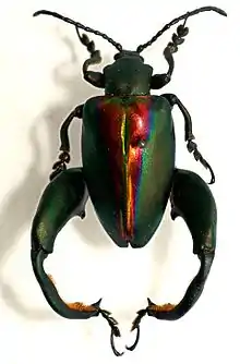 Sagra buqueti mounted male specimen