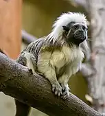 Cotton-top tamarin