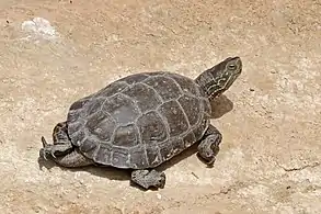 male M. l. saharica, Morocco