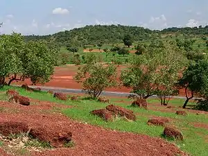 Sahel forest