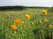 Grassland in Saihanba.