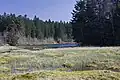 Floating bog, South view.