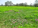 Tajimagahara Primula sieboldii primrose habitat