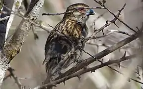 Sakalava weaver near Toliara