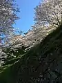 Cherry blossom at Ōzu Castle