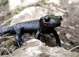 black salamander